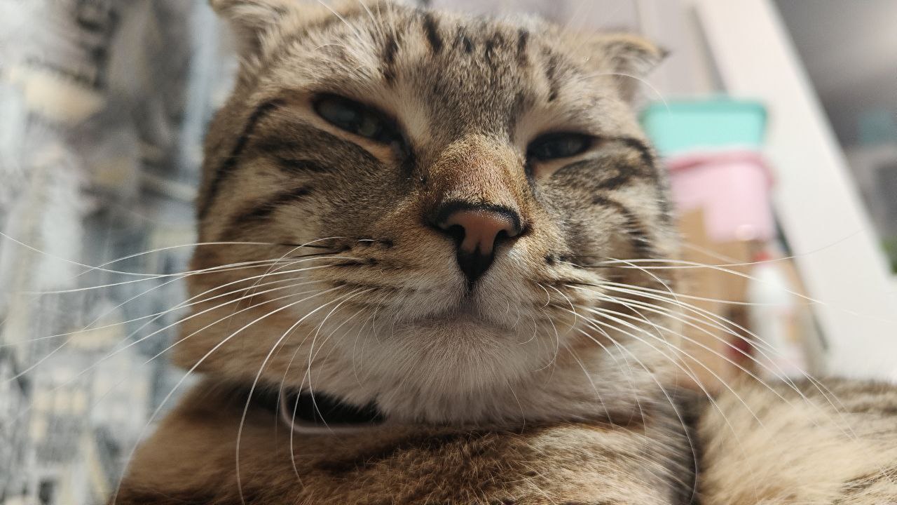 тут должен быть кот сигма